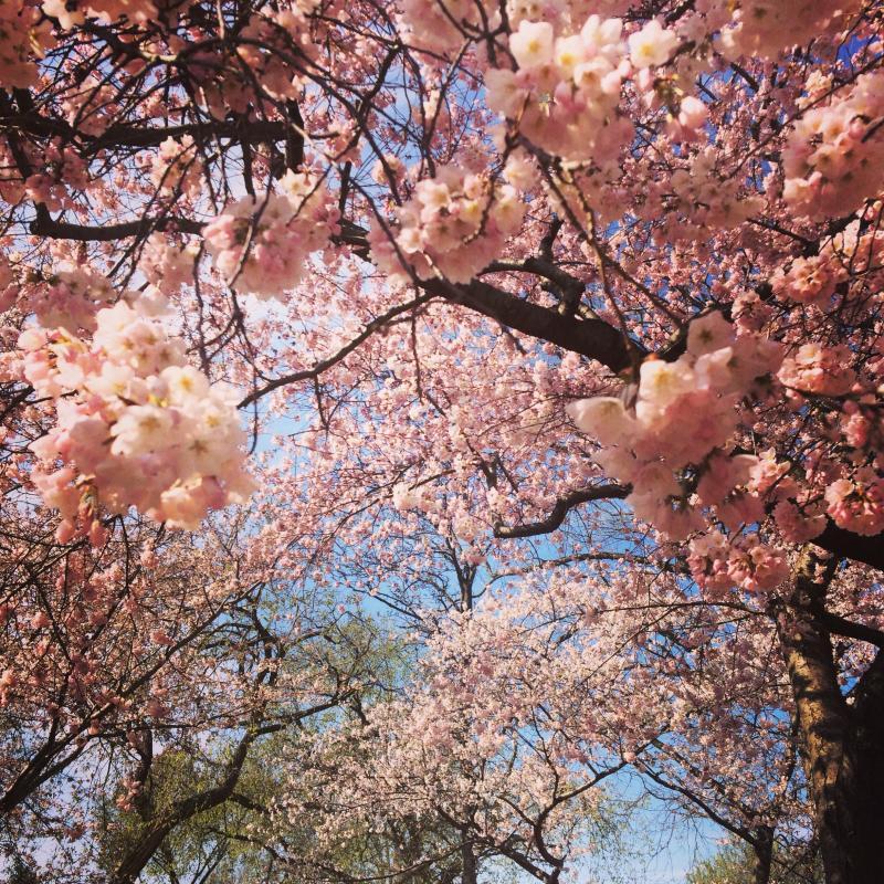 cherry blossoms in D.C.