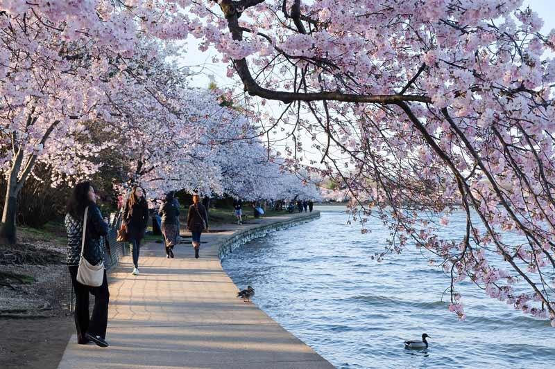 cherry blossom trees by waterfront DC