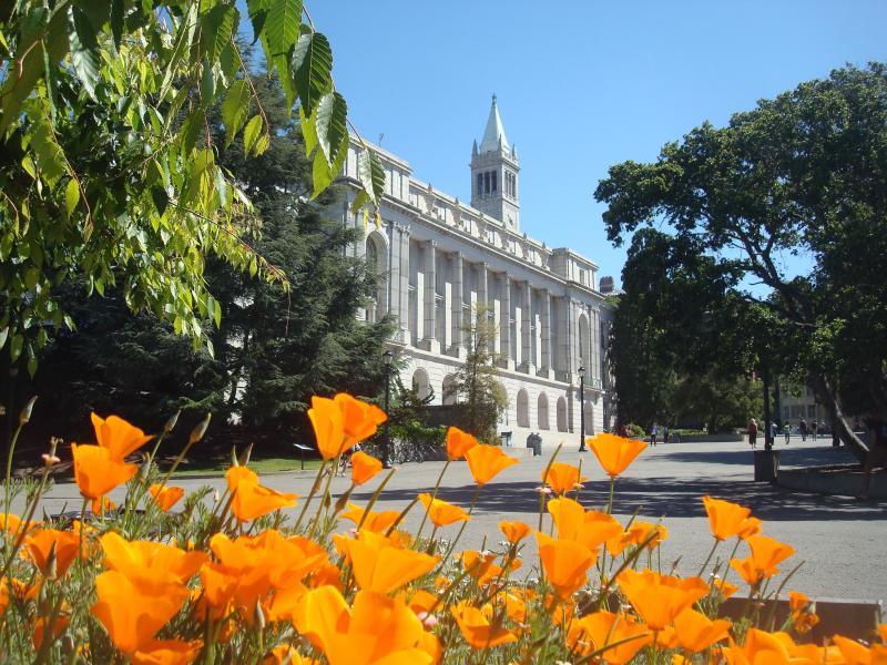 orange poppy flowers in foreground of Wheeler Hall